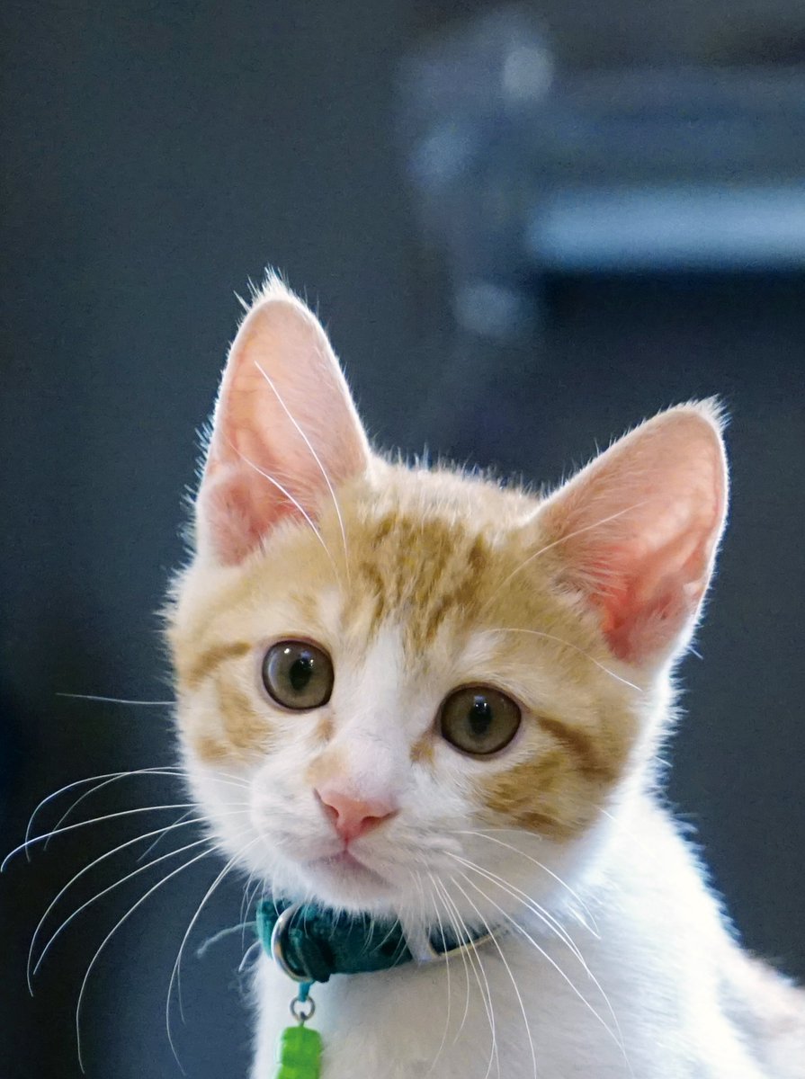 猫の日 資料を開くと、毎回この魔性の表情につかまってしまいます