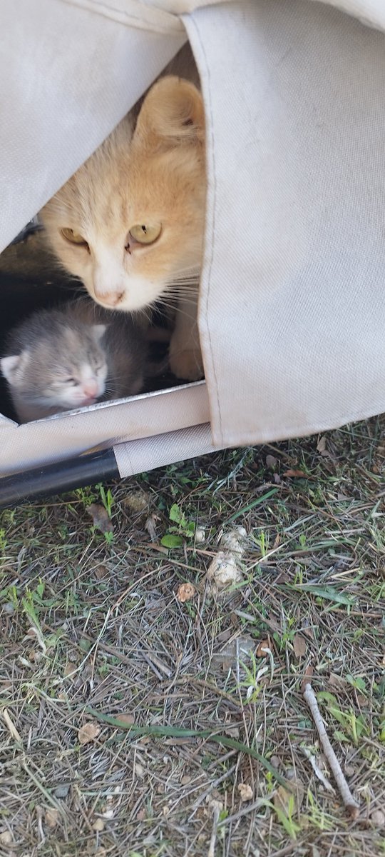 Andria Shimi tweet media