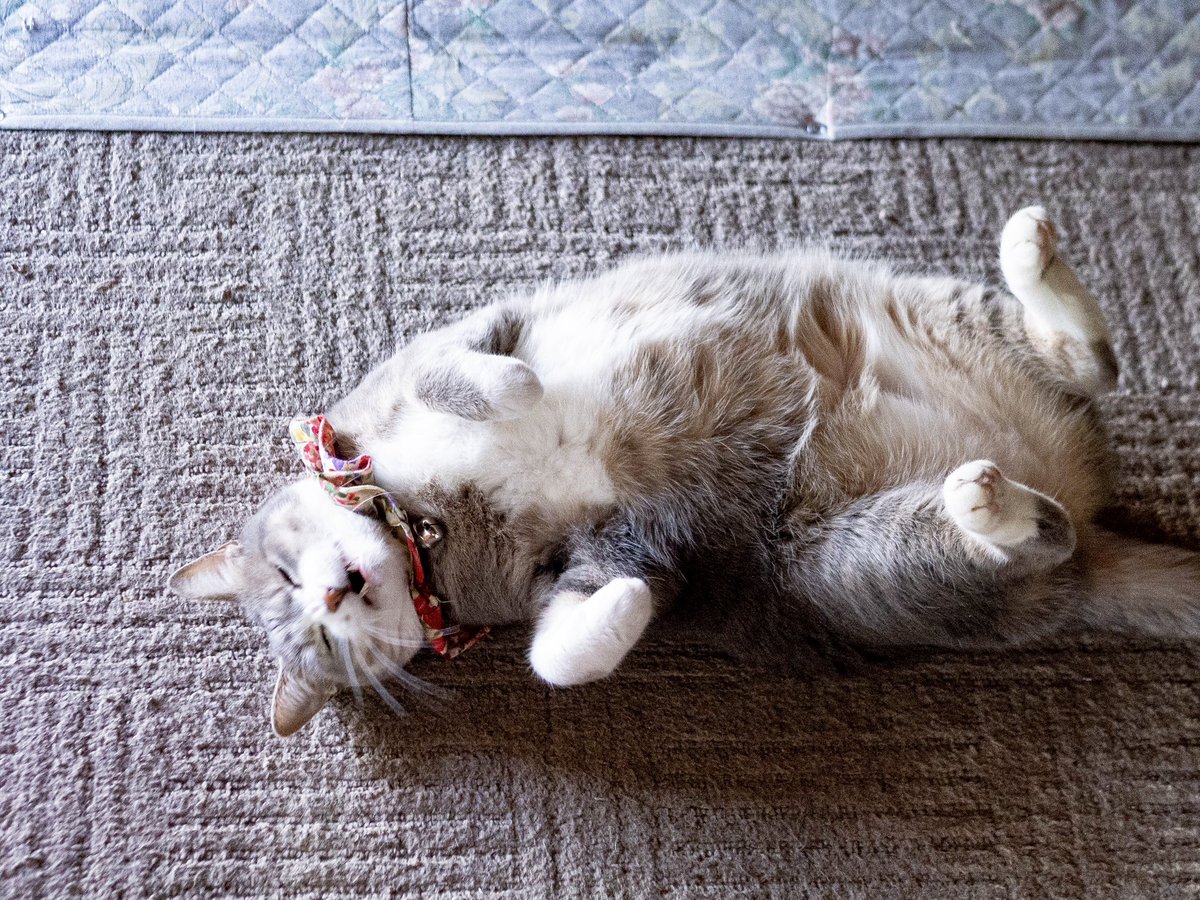どんな君も愛おしい
#猫の日