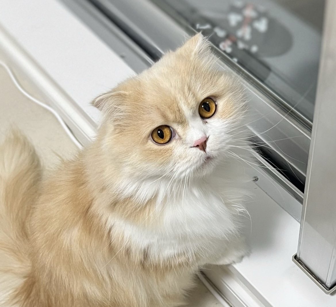 nekonoluke's tweet photo. 猫は偉大だにゃ🐾　
#ねこの日 https://t.co/nr8otfxW0H