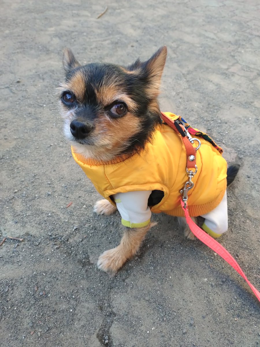 龍ちゃんズとよっちゃんみっちゃん (@ryuchan123bro) / Posts / X