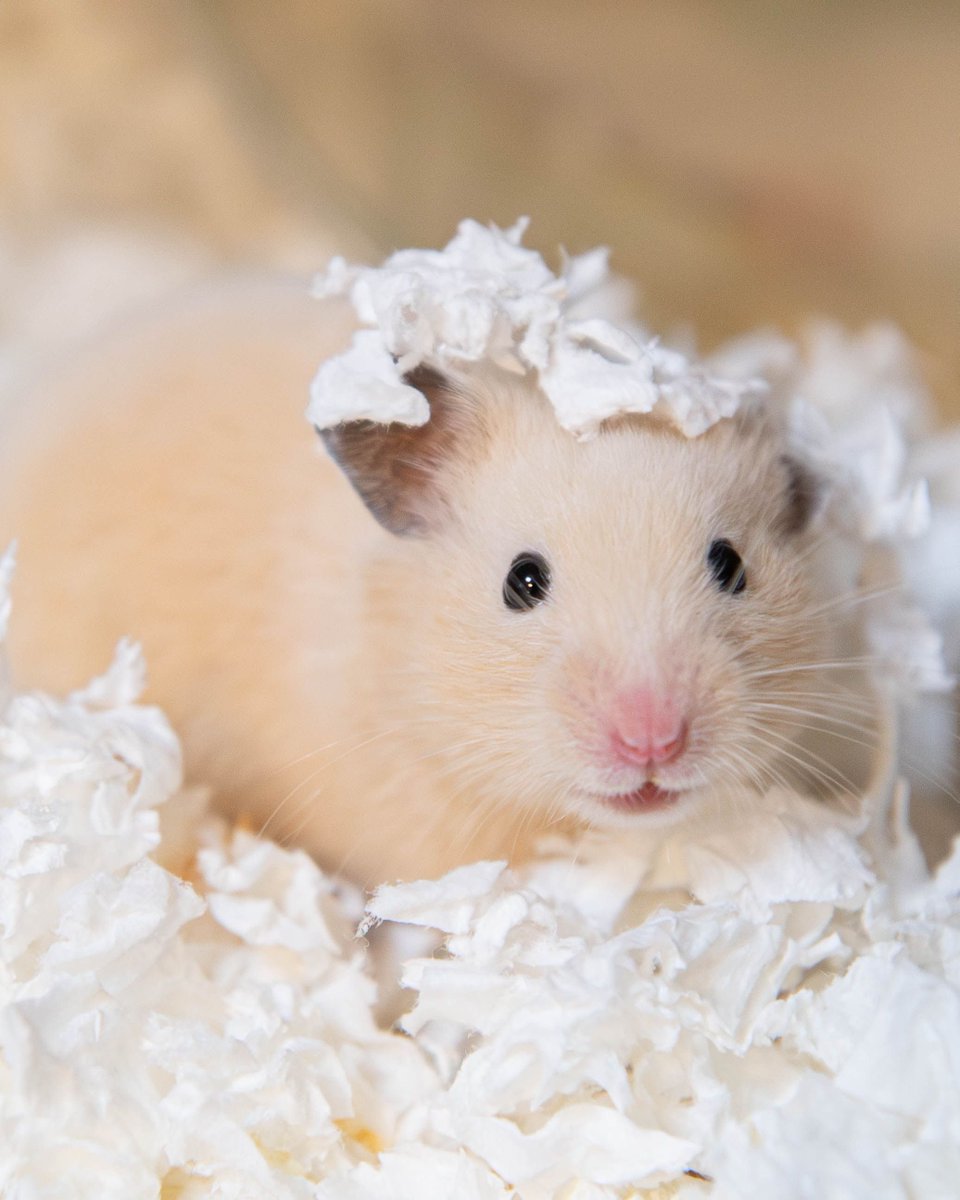 otedama1230's tweet image. ⋆.˚⊹⁺
₍՞ - ̫ -՞ ₎

#突然TLに現れるハムスターの赤ちゃん
#ハムスターのいる生活 
#ハムスター好きと繋がりたい