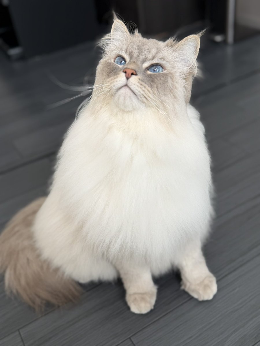 すみません、ついつい可愛くて……撫ですぎちゃいました、、、、