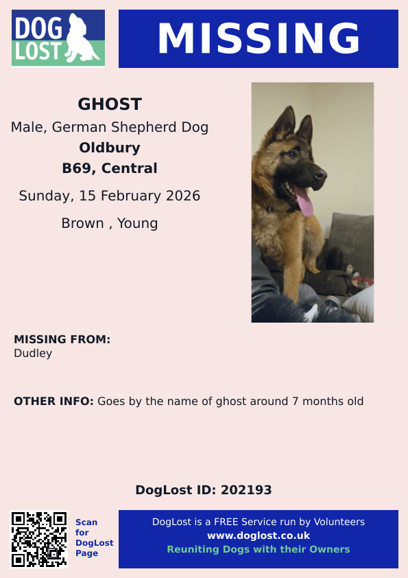 MissingPetsGB's tweet photo. ๐ Please share to help find GHOST, a brown young/puppy German Shepherd Dog #missing from #Dudley #Oldbury #B69 since 15 February 2026. He is chipped & around seven months old. Do not chase if seen!
Dog ID 202193 https://t.co/aE5OXkSpJt