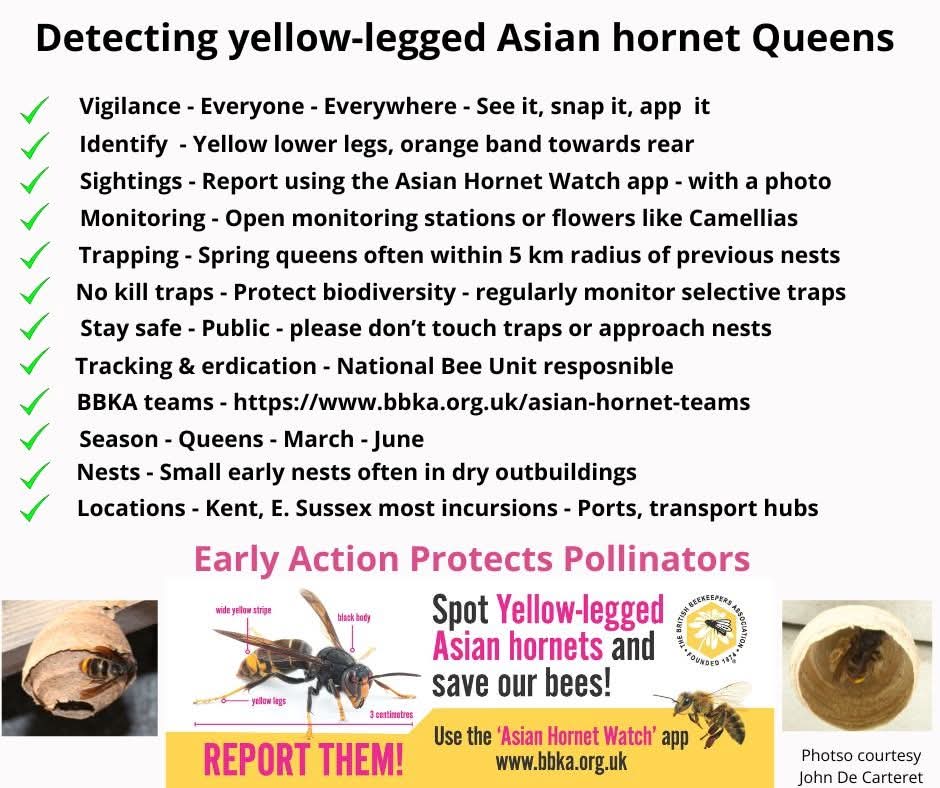 britishbee's tweet photo. Yellow-legged Asian hornets (YLH)  arrived in the UK in 2016

Sightings have increased significantly since 2023

Public, beekeepers and Government aim is eradication

Detecting spring queens is key

Temperatures above 12°C for several days are a trigger for queens to emerge https://t.co/1LLWFcCv6u