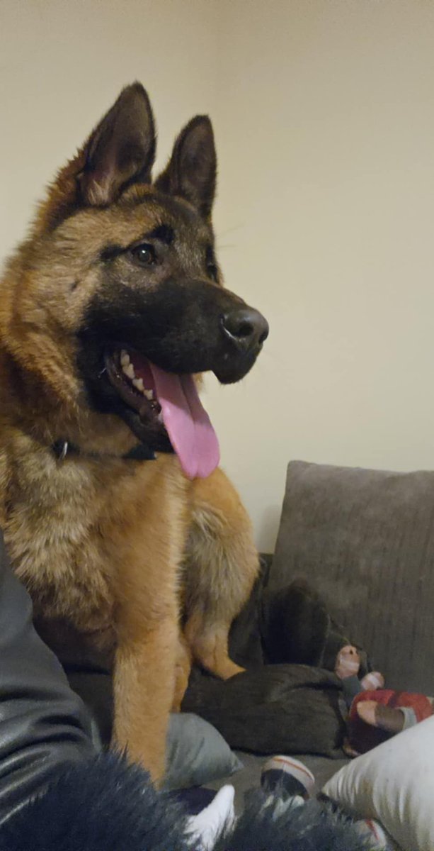 MissingPetsGB's tweet photo. ๐ Please share to help find GHOST, a brown young/puppy German Shepherd Dog #missing from #Dudley #Oldbury #B69 since 15 February 2026. He is chipped & around seven months old. Do not chase if seen!
Dog ID 202193 https://t.co/aE5OXkSpJt