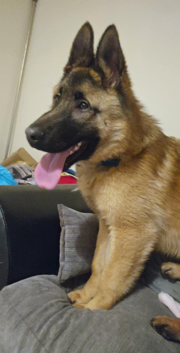 MissingPetsGB's tweet photo. ๐ Please share to help find GHOST, a brown young/puppy German Shepherd Dog #missing from #Dudley #Oldbury #B69 since 15 February 2026. He is chipped & around seven months old. Do not chase if seen!
Dog ID 202193 https://t.co/aE5OXkSpJt