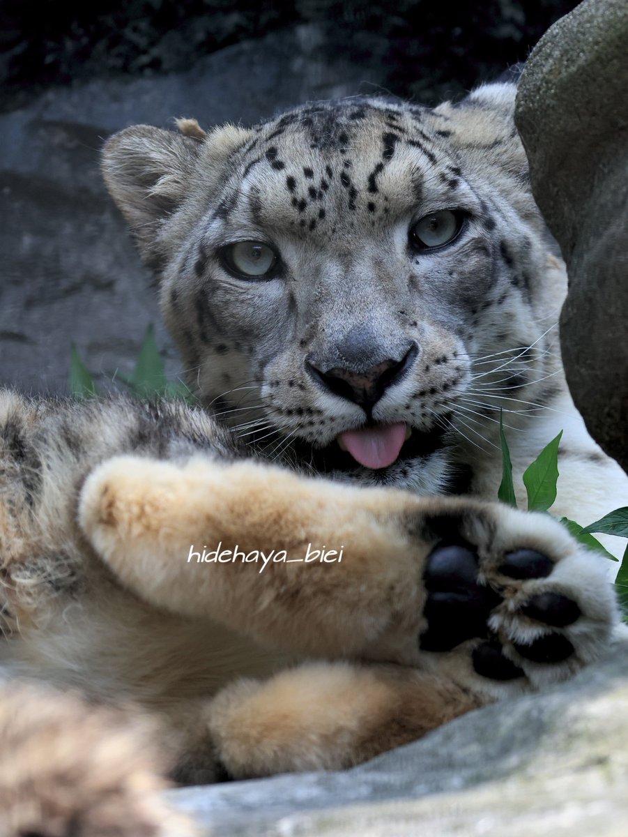 今日は2月22日。何を隠そう、ニャンニャンニャン（222）
ニャンコの日。大森山動物園にいる、イケメンニャンコです。
#2月22日　＃猫　＃猫の日　＃ユキヒョウ　#リヒト　#イケメン
#大森山動物園　#ニャンニャンニャン　#肉球　#雪豹　#動物写真　#動物園