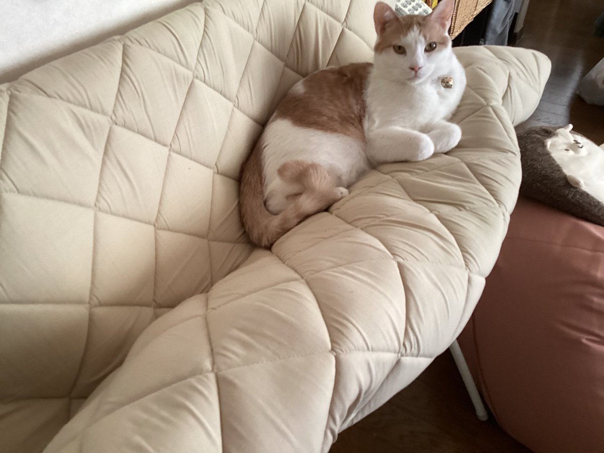 haru＊haru (@365Haru) / Posts / X