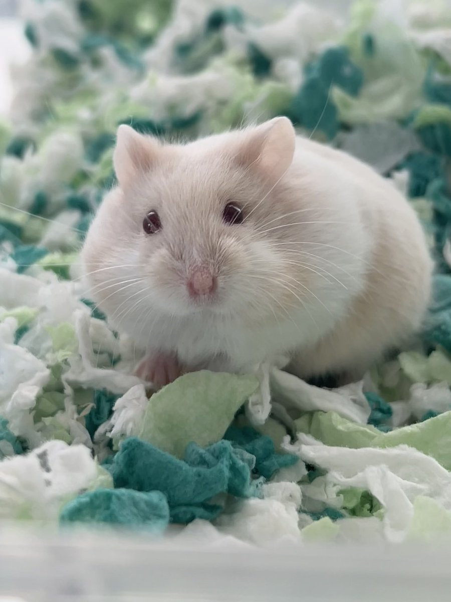 kawaii__3710's tweet image. お顔と色味が大天才すぎませんか…😭❕

#NICO #ハムスター
#キャンベルハムスター