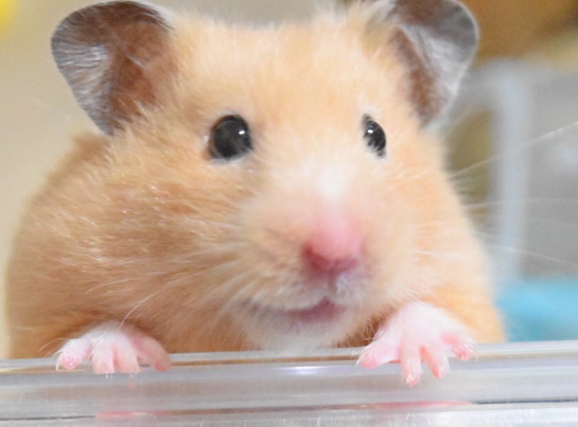 モトカ tweet media