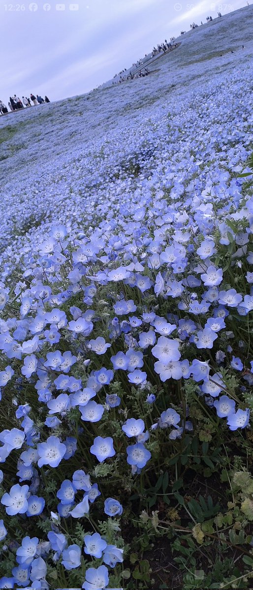 ZカズミRS (@Z1kS8n) / Posts / X