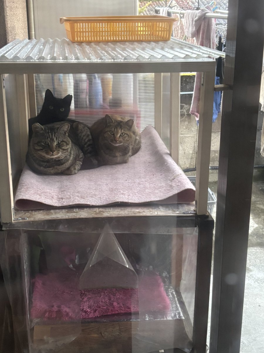 めぐ (@megu9014) / Posts / X