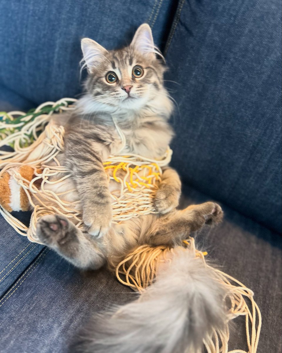 getygetty tweet media