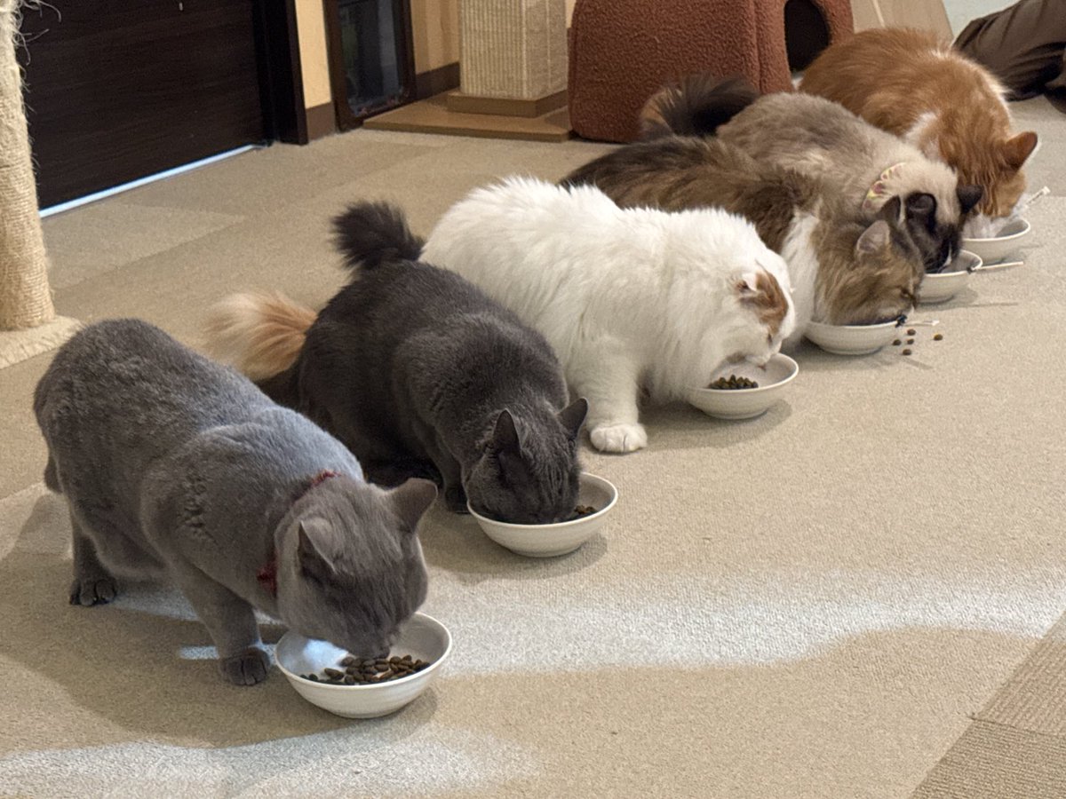 にゃんにゃん！にゃんちゃん！！