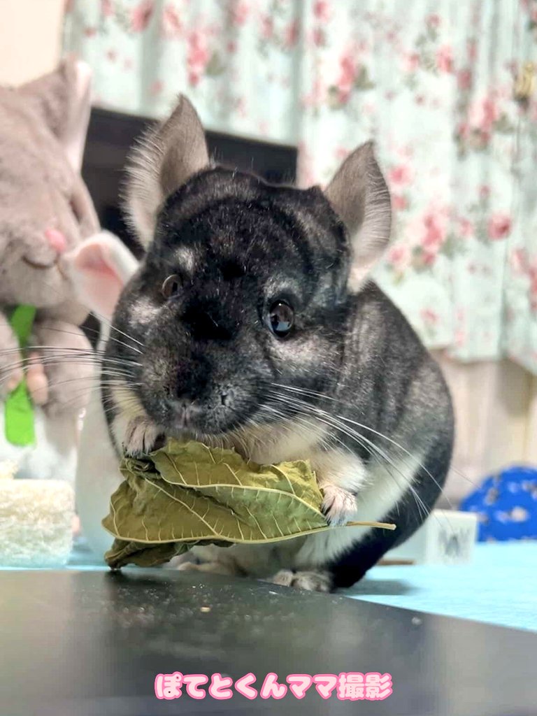 モフちゃん (@mofuchan0301) / Posts / X