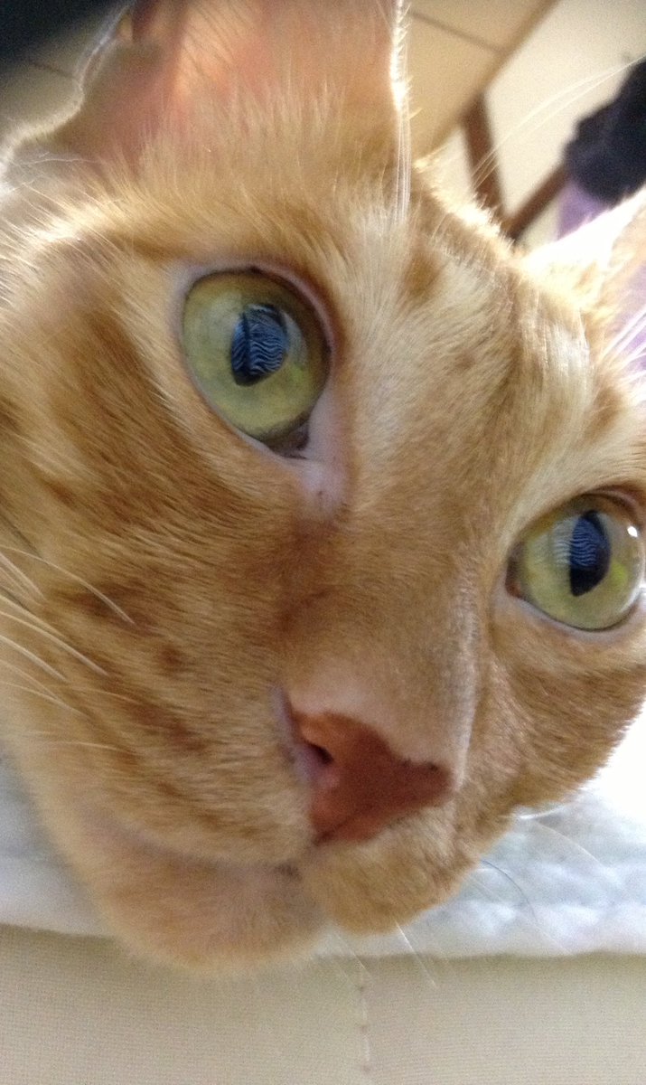 1983_ino44's tweet image. วันแมวแห่งชาติ‼️😸　

Doon‼️

#猫の日 

#2月22日 

#にゃんにゃんにゃん 

#にゃんにゃんにゃんの日