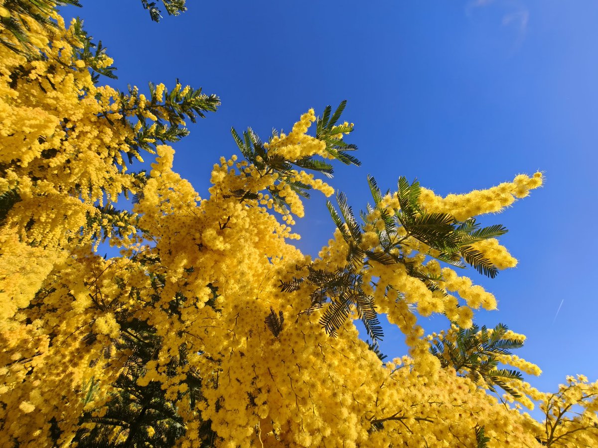 MeteoSantFost tweet media