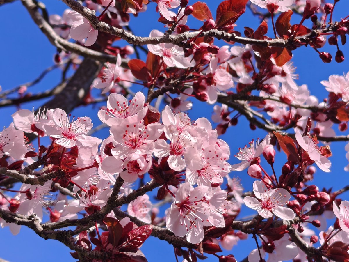 MeteoSantFost tweet media