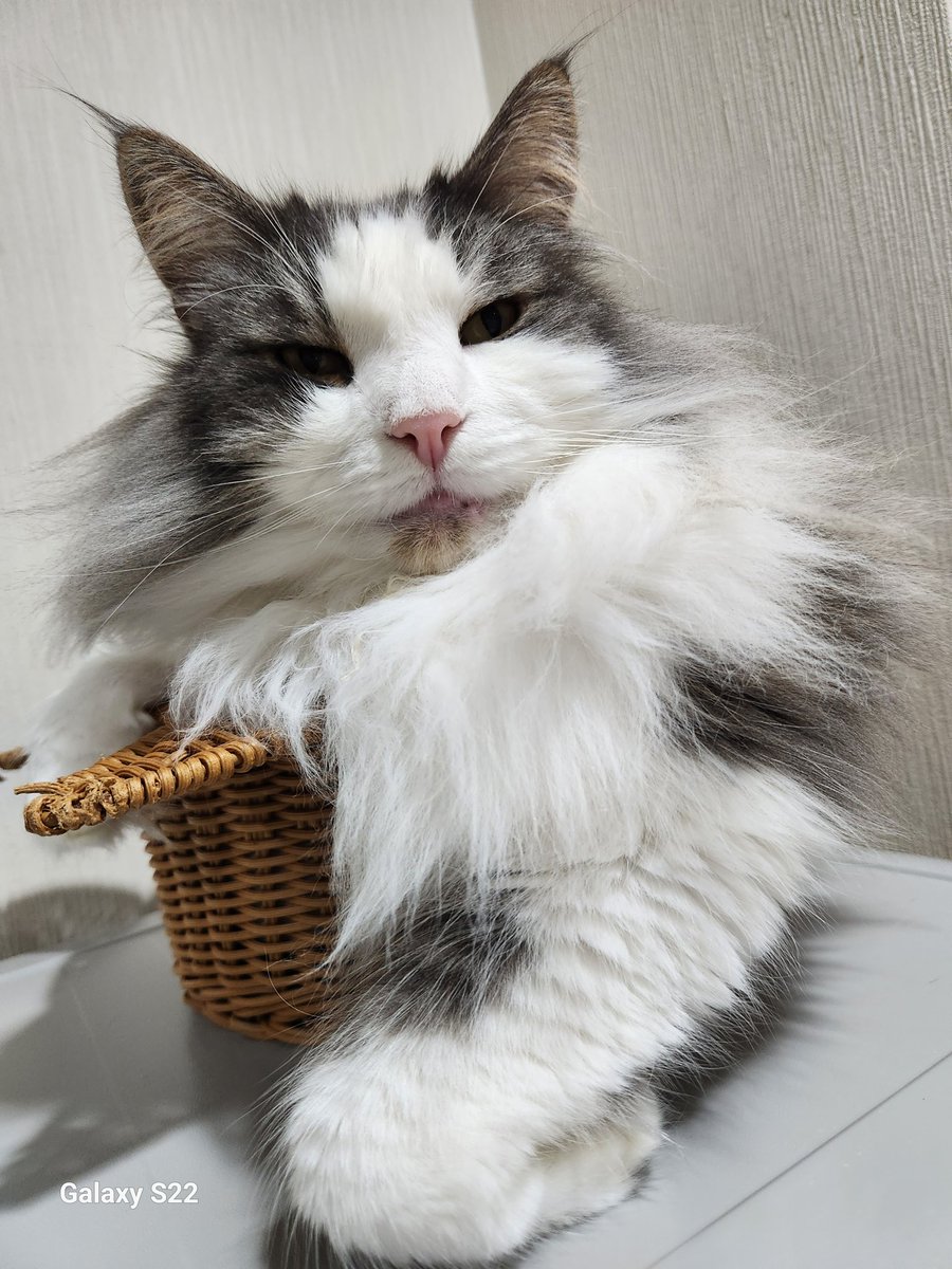 アイス(♂) #猫の日 ノルウェージャンフォレストキャット 『名は体を