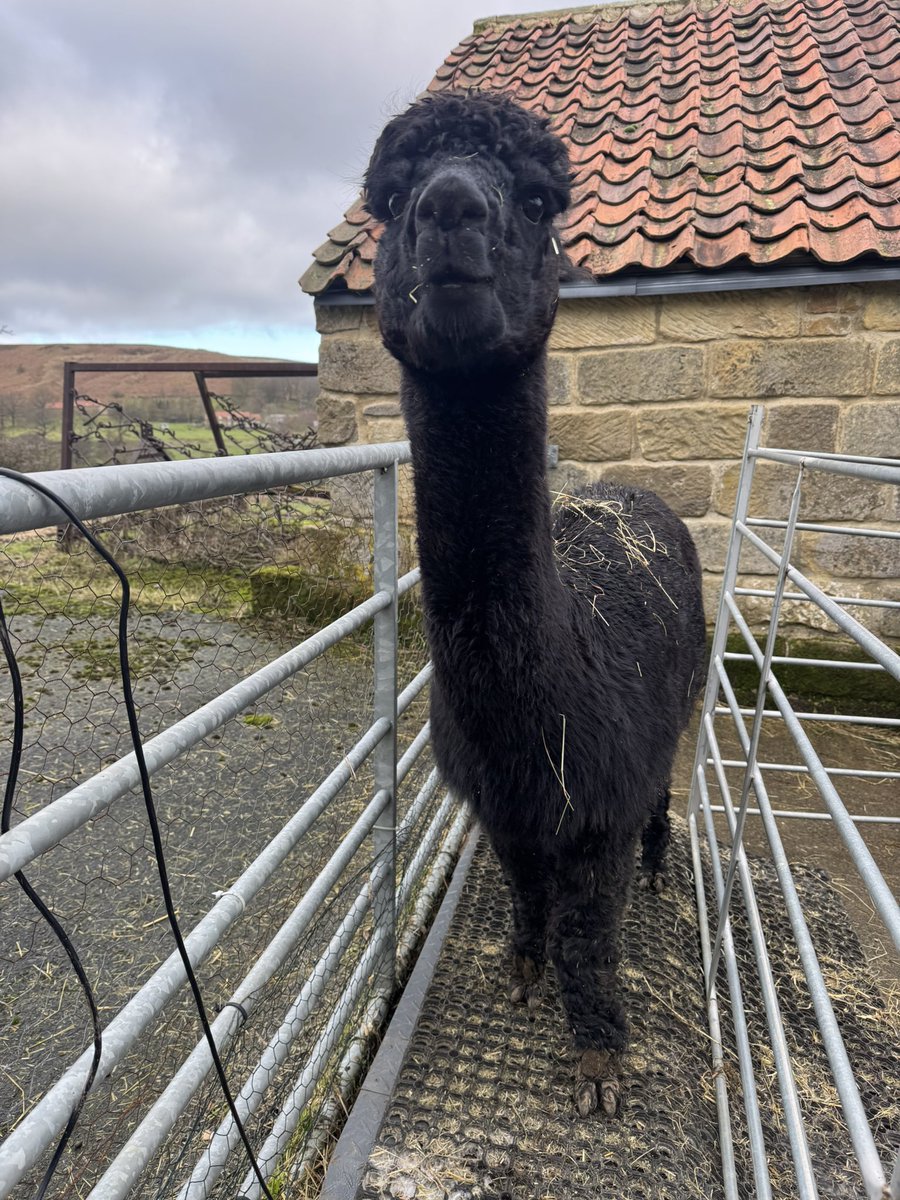 Alpaca weight watchers this morning