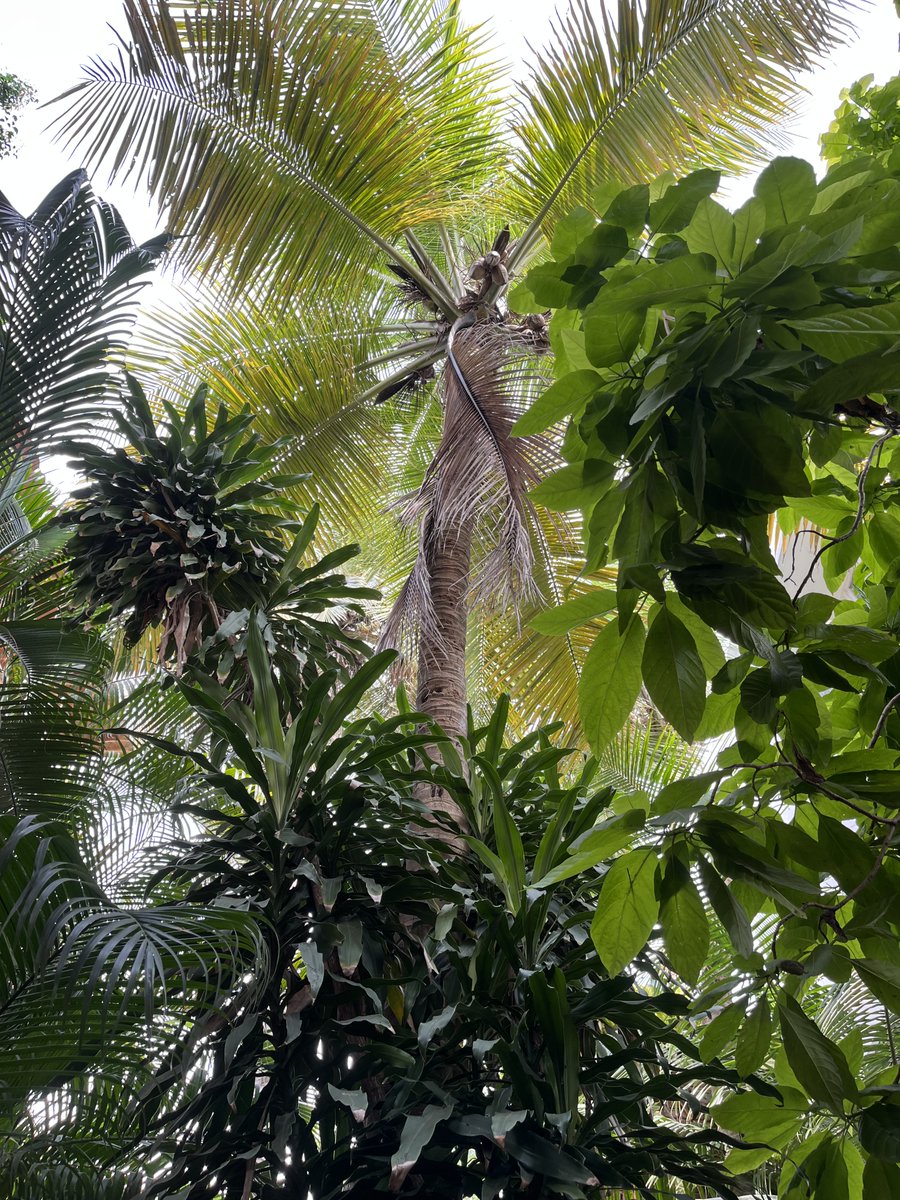 Geen boomvarens en niet New Zealand  . . .
Wel zomerweer op 13 gr noorderbreedte (tegen de winterdip) en overweldigende natuur (Chennai feb 2026).