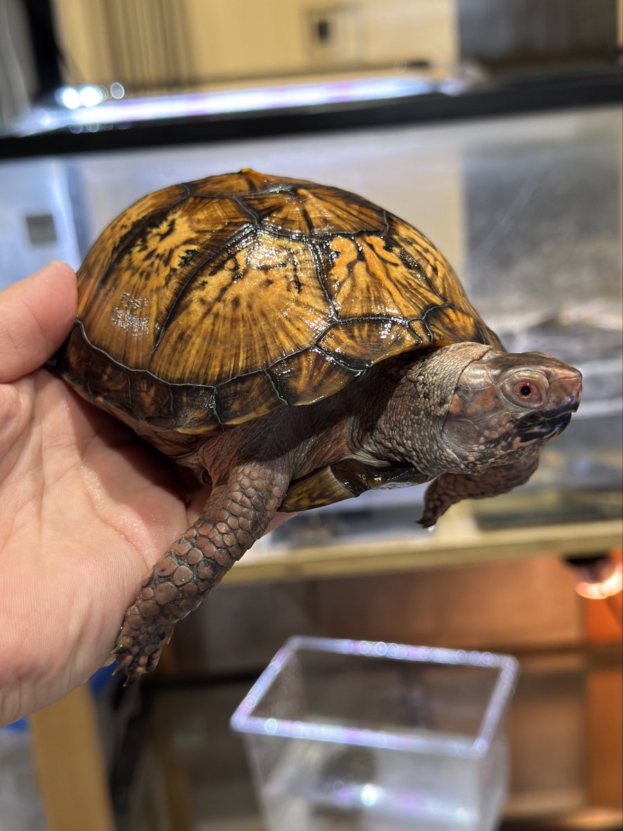 2週間足らずでも発色が更に進化してる。