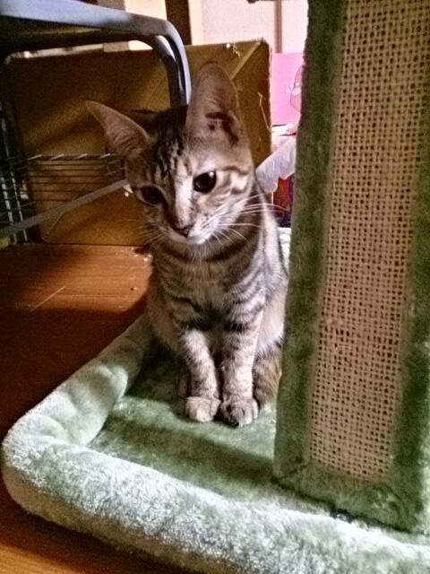 ちびこ tweet media