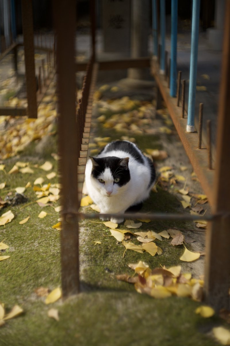 JACK井上 tweet media