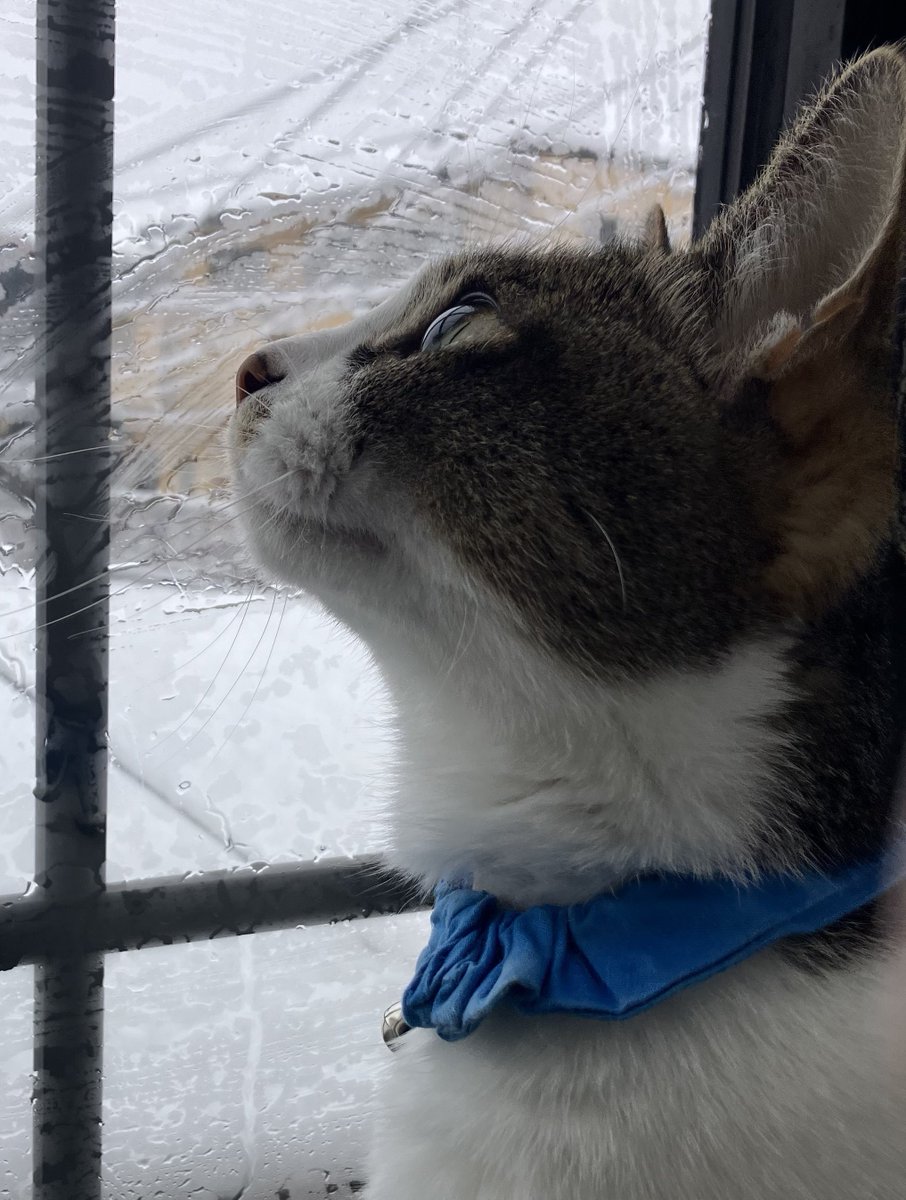 今日はネコの日🐈🐈🐈 世界中のネコチャンがしあわせでありますように