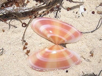 dreamyyarchive's tweet photo. sea treasures https://t.co/oK5jUOUmDY