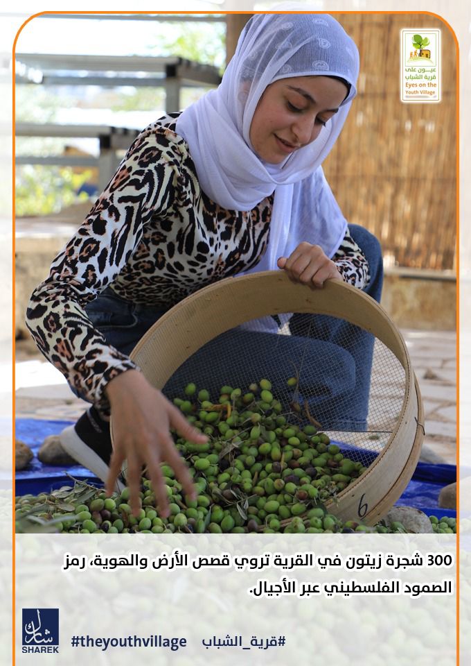 SharekF's tweet photo. 300 شجرة زيتون في القرية تحكي قصص الأرض والهوية، وتبقى رمزًا للصمود الفلسطيني عبر الأجيال.🌿

في قرية الشباب نزرع أيضًا ما لا يُرى فورًا: الوعي، الانتماء، والقدرة على الحلم.
#قرية_الشباب  #TheYouthVillage https://t.co/YldlN5EeNN