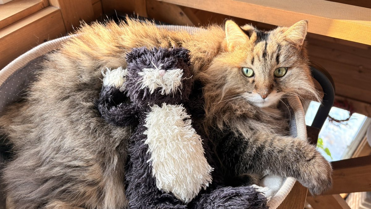 猫の日！

今回はうばさんのお世話をしてもらうために、もじゃくんはお留守番です。
頼んだぞもじゃくん！