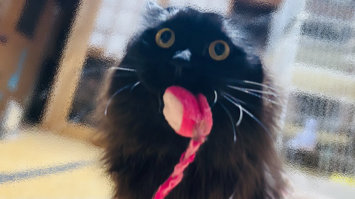 ___bjxa92's tweet photo. #黒モフの集い 
 #黒猫の集い 
 #黒猫は映える 
 #猫の日

今日も参加させてもらいます\(*ˊᗜˋ*)/♡
猫の日🐈🐾
世界中の猫さんたちが
幸せでありますように🍀𓂃𓈒𓏸︎︎︎︎ https://t.co/aZCT1Qlthk