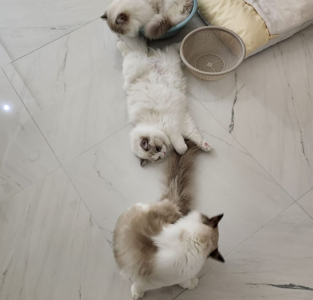 ⠀ ⠀ 
ㅤ𓂃 ⁺ 〔 #OURDREAMIES 〕─ . ִֶָ𖤐
ㅤㅤㅤ     𝗗𝗥𝗘𝗔𝗠𝗘𝗥_𝗢𝗪𝗘𝗡 🐰
ㅤ
💬 It’s 22nd of February!
💬 Happy cat’s day to my babies 😻❤️
⠀