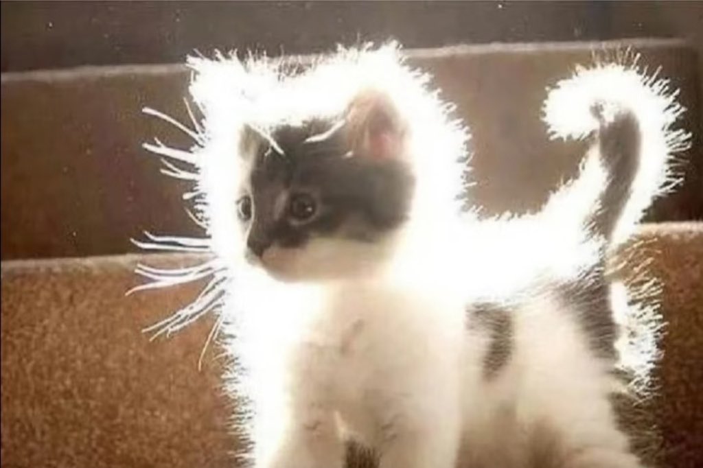 เหมียวเรืองแสง