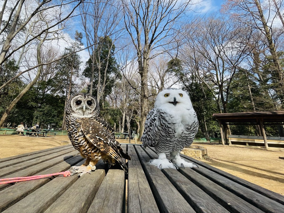 今日は公園でチャコモリフクロウさんにお会いしました