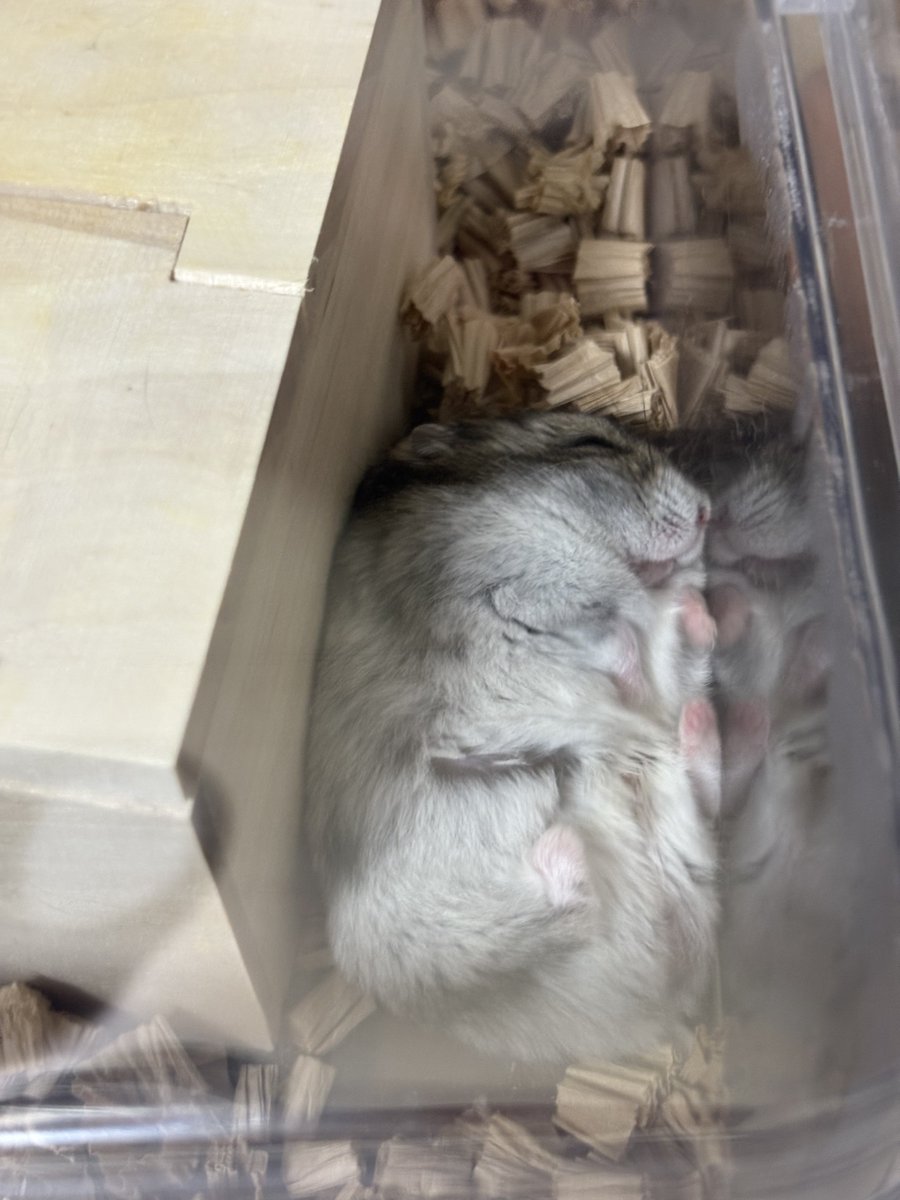 pine17_ham's tweet image. ありがとう。人間はとても幸せです。