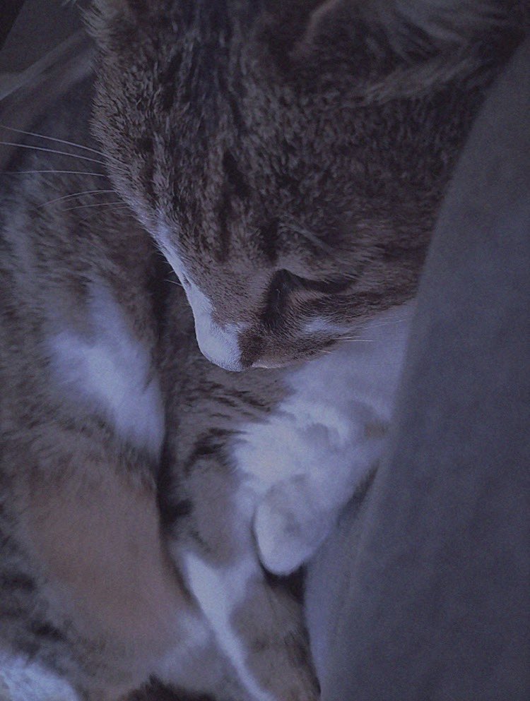 わたしのすとーかー？ tweet media