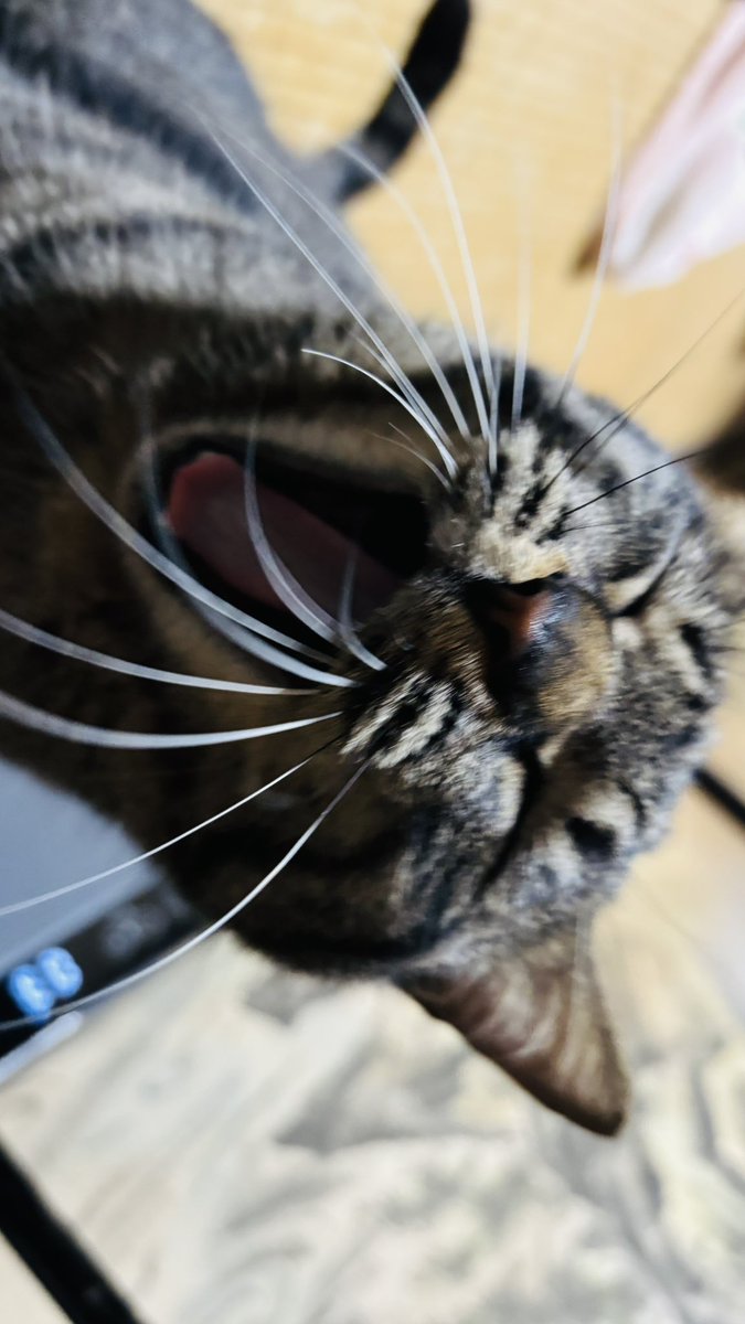 ___bjxa92's tweet photo. #猫の日 https://t.co/JhQkoUkMef