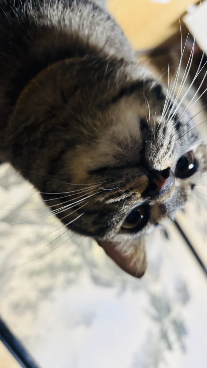 ___bjxa92's tweet photo. #猫の日 https://t.co/JhQkoUkMef