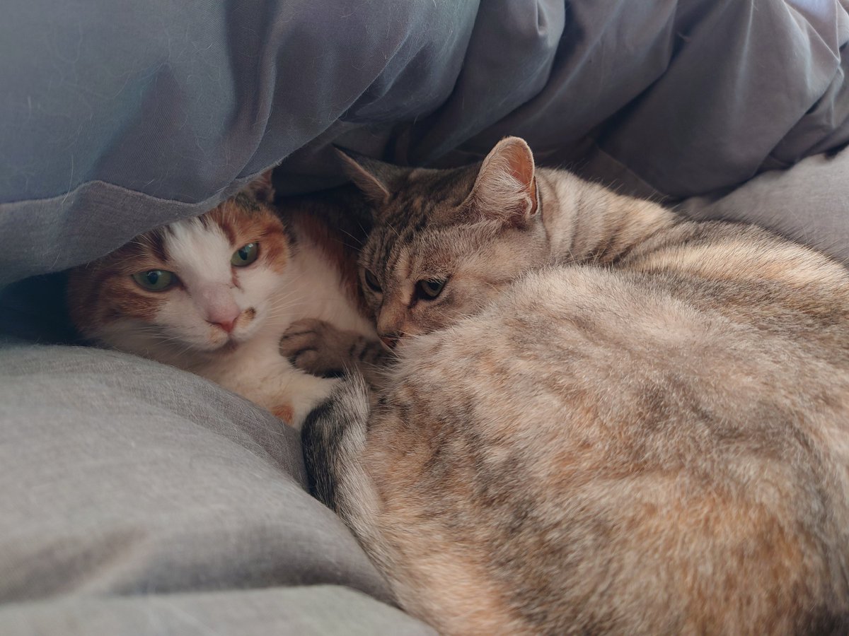 猫の日