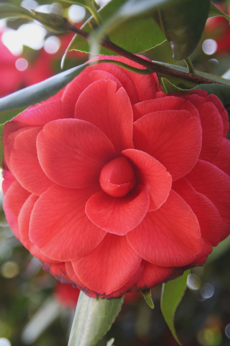gontanokoneroku's tweet photo. Hello, Spring ! 🤗

#SpringFlowers #Camellia https://t.co/bje1PJ3AlC