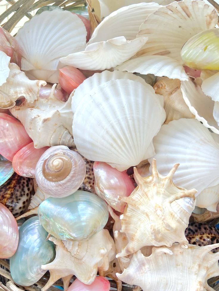 pamvonhadder's tweet photo. why did we stop being obsessed with seashells 🌊🐚✨ https://t.co/r4m1RttFAf