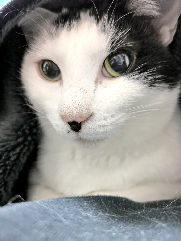 Harache's tweet photo. 今日は猫の日
とはいえ家はいつも通り https://t.co/AMSjXjJSaL
