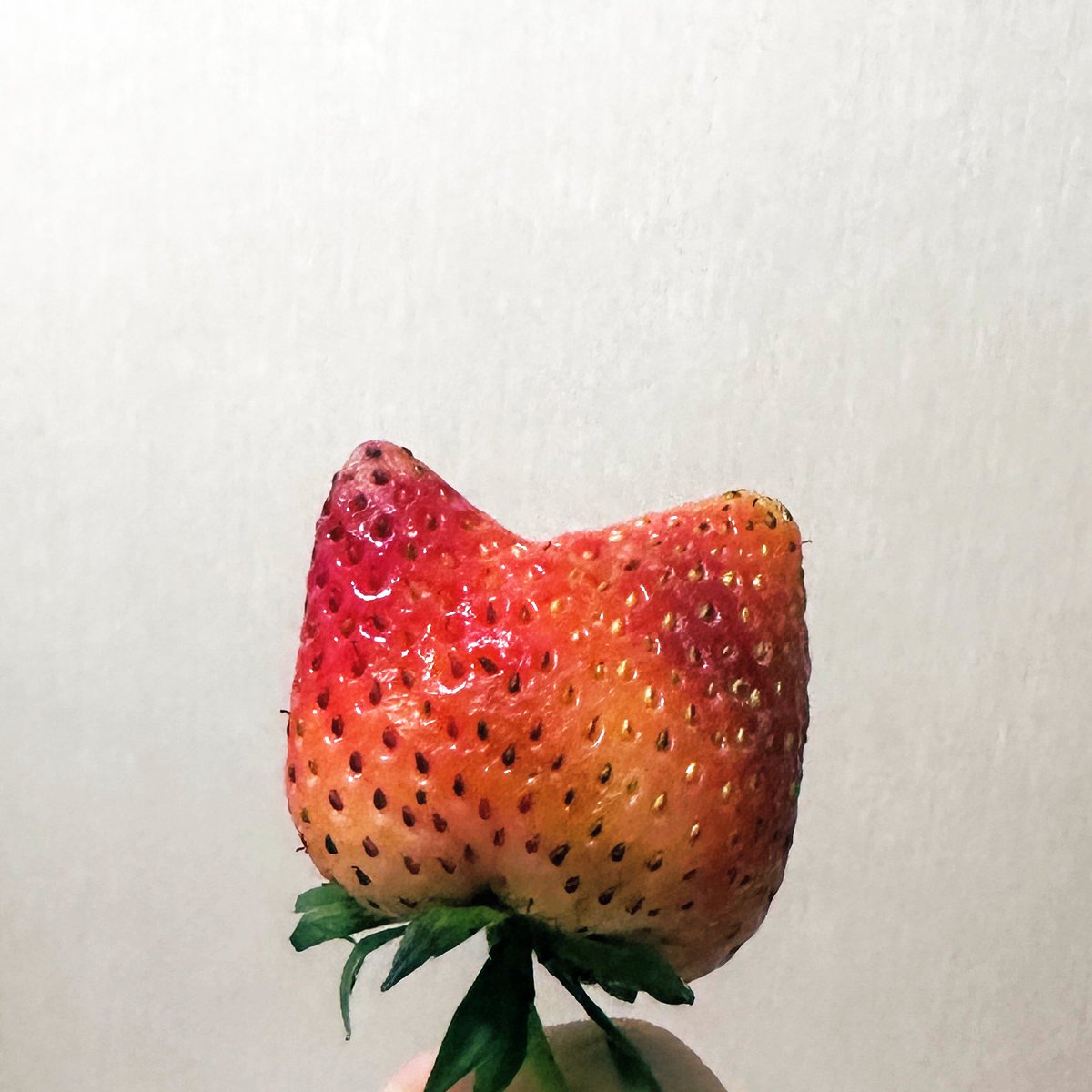 แม๋วนิ่ 🐱