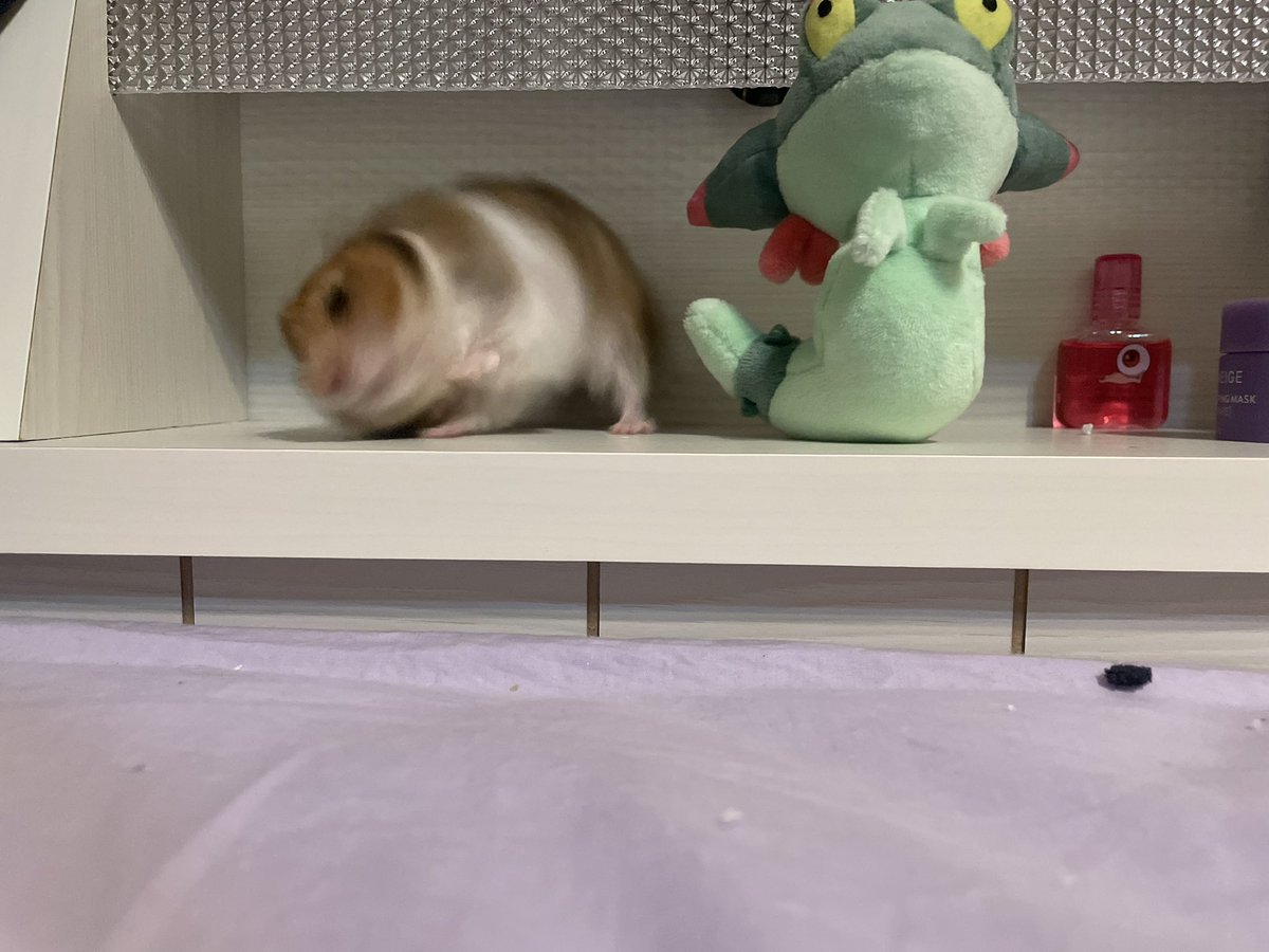 ha_muchan's tweet image. ﾄﾞﾘﾙﾊﾑ