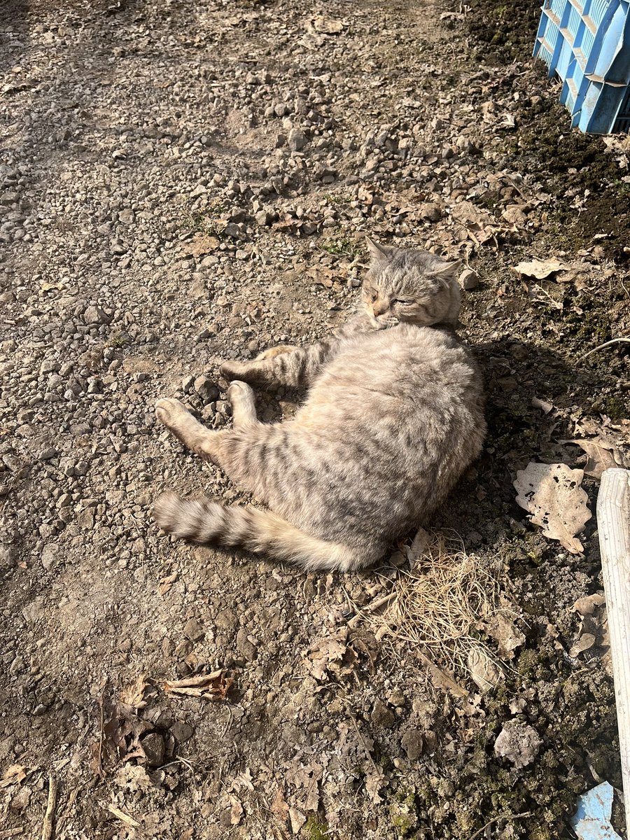 そうだ、猫の日だ₍˄·͈༝·͈˄₎