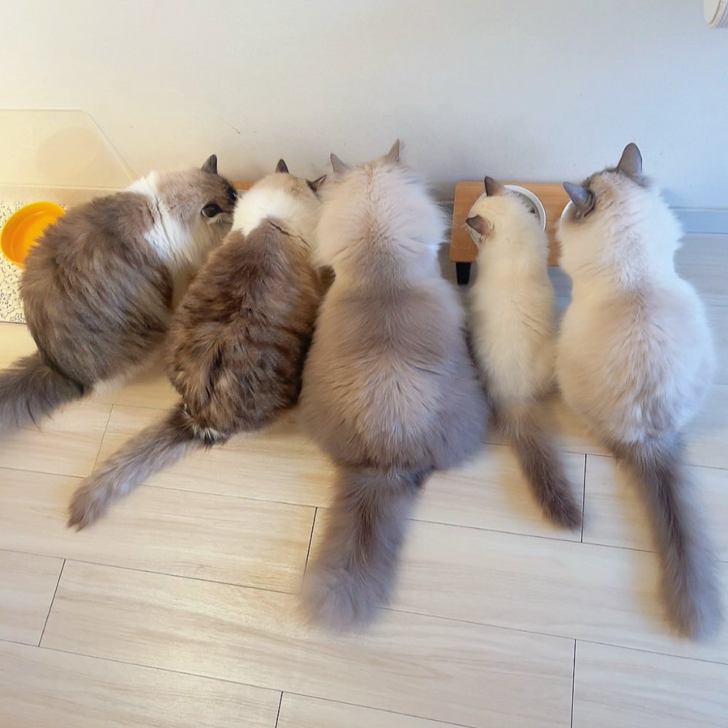 yuto_ando_0529's tweet photo. #猫の日 #ラグドール https://t.co/X50cWQibc6
