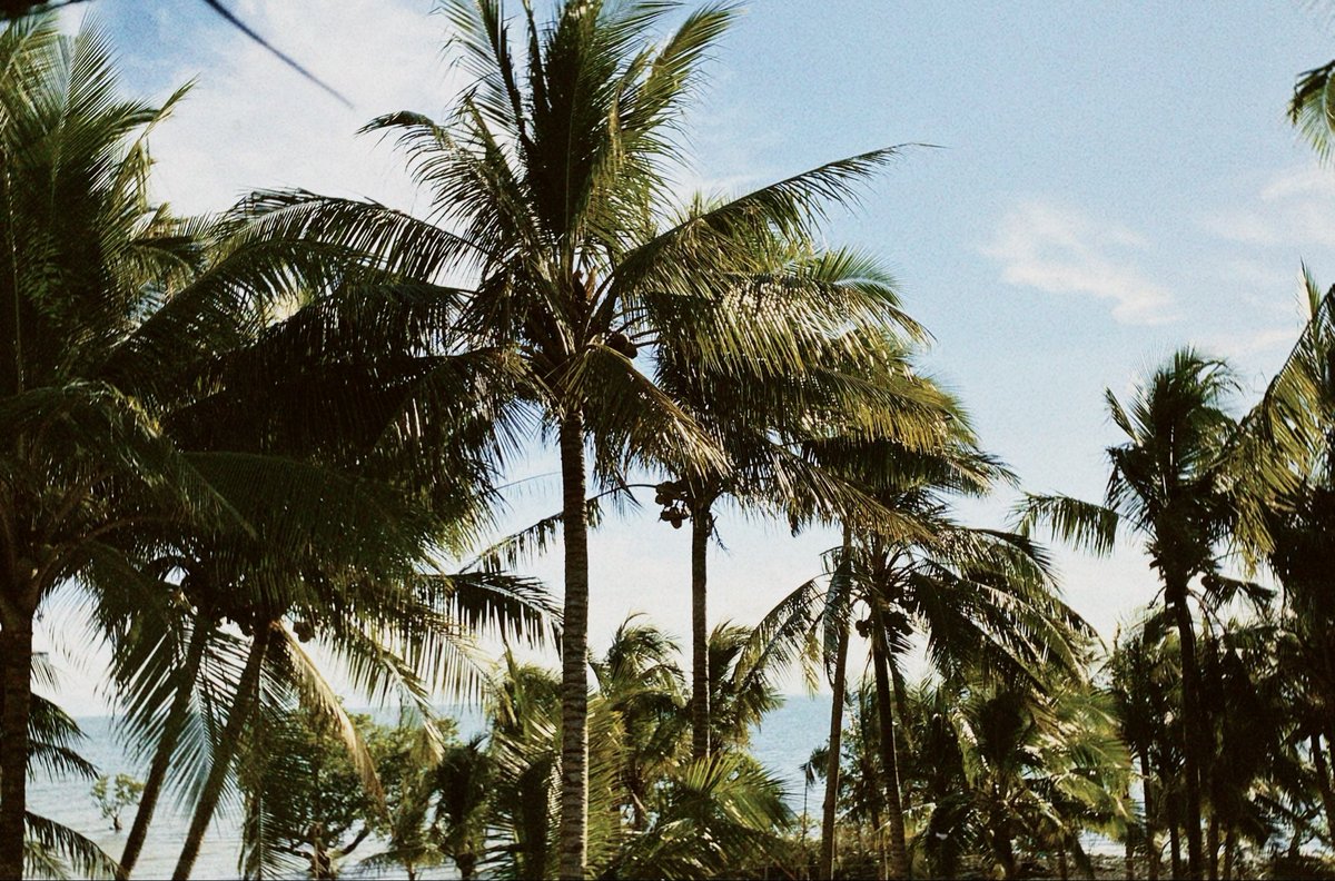 a coconut trees 📸🌴 🥥